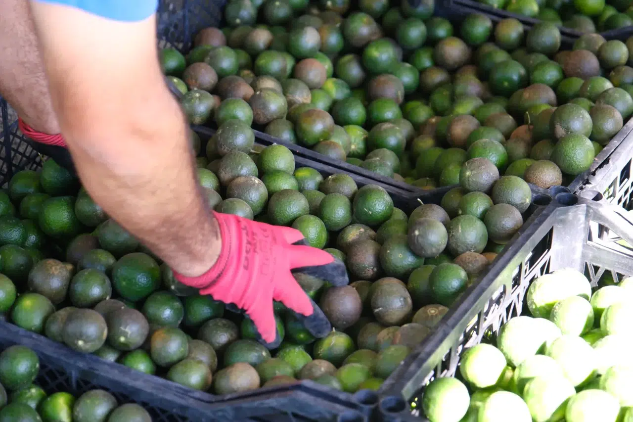 7.600 Kilo Bodrum Mandalini Üreticiden Alındı, Türkiye'ye Dağıtıldı