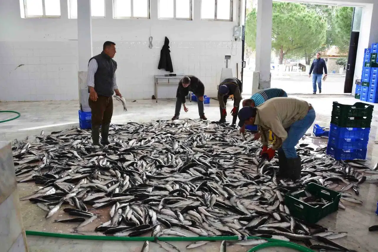 Su ürünlerinin lokomotifi oldu…10 ayda 600 milyon doları aşkın ihracat