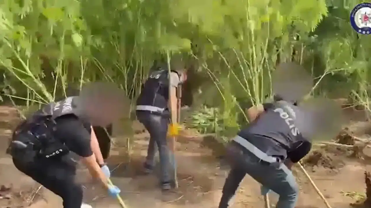 Karabörtlen'de Uyuşturucu Operasyonu! Bahçe Sıradan Değil, Kenevir Tarlası Çıktı