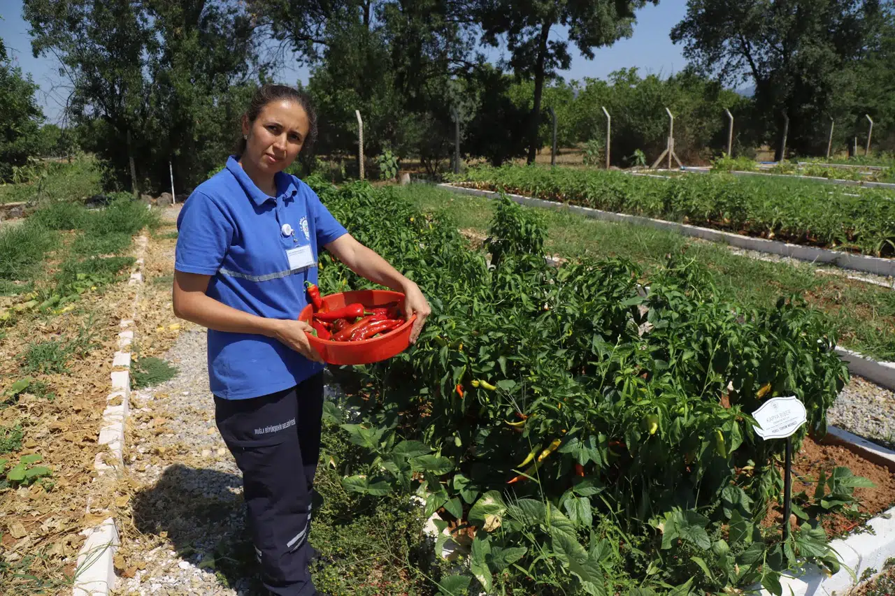 980 Çeşit Ata Tohumu Koruma Altında! 2026’da 4 Milyon Yerel Tohum Dağıtılacak