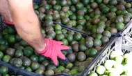 7.600 Kilo Bodrum Mandalini Üreticiden Alındı, Türkiye'ye Dağıtıldı