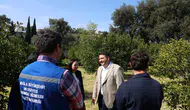 Bodrum Mandalini İçin Kritik Eğitim: Üreticilere Budama Anlatıldı