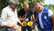 Ürün Kaybına Karşı Muğla’da Yeni Hamle! Feromon Tuzakları Devrede