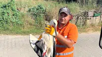 Görevi Başındayken Fark Etti, Yaralı Leyleğin Hayatını Kurtardı