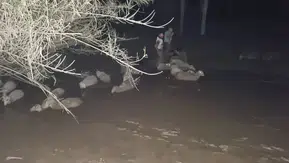 Dakikalarla Yarışıldı! Çamura Saplanan Koyunlar İçin Nefes Kesen Operasyon