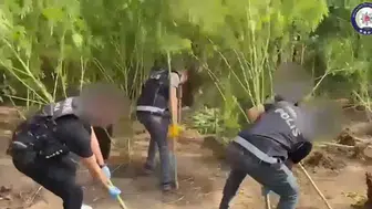 Karabörtlen'de Uyuşturucu Operasyonu! Bahçe Sıradan Değil, Kenevir Tarlası Çıktı