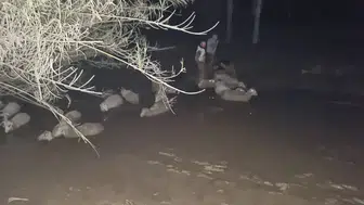 Dakikalarla Yarışıldı! Çamura Saplanan Koyunlar İçin Nefes Kesen Operasyon