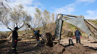 Kabakum ve Küdür’de Devrilen Ağaçlar Tekniğine Uygun Şekilde Yeniden Toprakla Buluştu