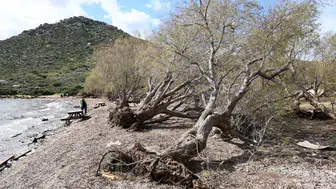 Bodrum Belediyesi Fırtınanın İzlerini Doğada Siliyor