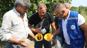 Ürün Kaybına Karşı Muğla’da Yeni Hamle! Feromon Tuzakları Devrede