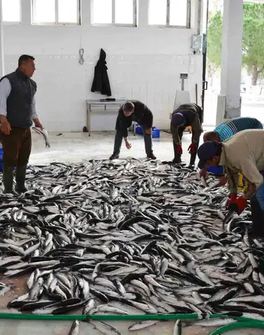 Su ürünlerinin lokomotifi oldu…10 ayda 600 milyon doları aşkın ihracat