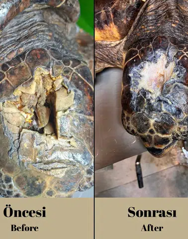 Olcay İyileşiyor: Yaralı Caretta’nın Tedavisinde Umut Verici Gelişme