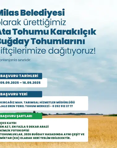 Toprağa Umut Seriliyor: Milas’ta Karakılçık Buğdayı Desteği