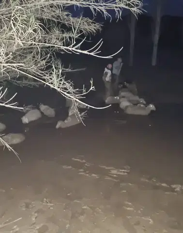 Dakikalarla Yarışıldı! Çamura Saplanan Koyunlar İçin Nefes Kesen Operasyon