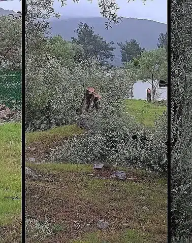 Milas’ta Zeytin Skandalı: İlçe Başkanı İstifa Etti, Damat da Görevden Alındı