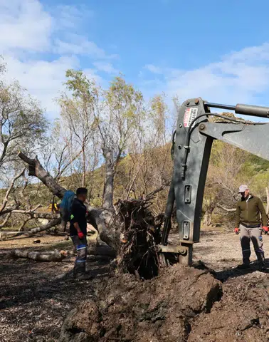 Kabakum ve Küdür’de Devrilen Ağaçlar Tekniğine Uygun Şekilde Yeniden Toprakla Buluştu