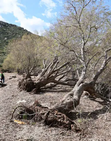 Bodrum Belediyesi Fırtınanın İzlerini Doğada Siliyor
