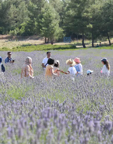 Büyükşehir’in Koku Vadisi’nde Lavanta Hasadı Başlıyor