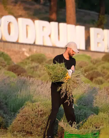 Tarım Kampında Gençler Güne Lavanta Hasadıyla Başlıyor