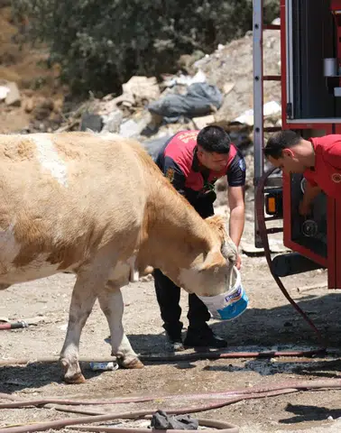 Yangın Sahasında Yürek Isıtan An: İtfaiyeden İneklere Temiz Su