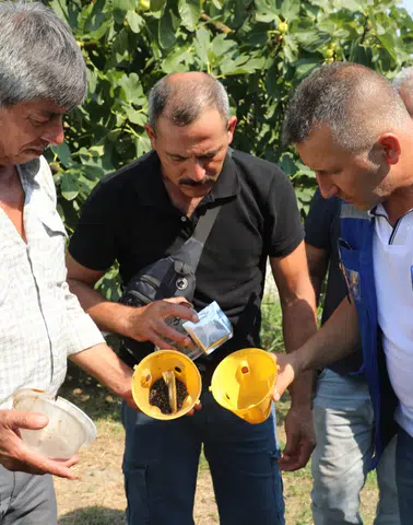 Ürün Kaybına Karşı Muğla’da Yeni Hamle! Feromon Tuzakları Devrede