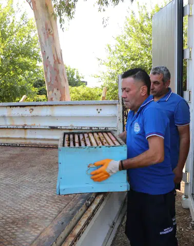 Muğla’da Arıcılık İçin Seferberlik! Türkiye’de Eşi Yok