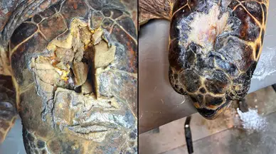 Olcay İyileşiyor: Yaralı Caretta’nın Tedavisinde Umut Verici Gelişme
