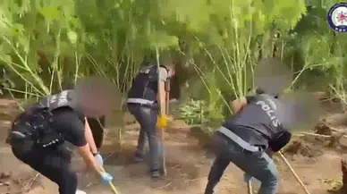 Karabörtlen'de Uyuşturucu Operasyonu! Bahçe Sıradan Değil, Kenevir Tarlası Çıktı