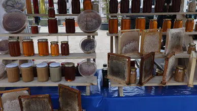 Muğla’da 20 Bin Tonluk Hasat Gururu! Çam Balı Festivaliyle Taçlandı