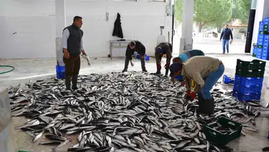 Su ürünlerinin lokomotifi oldu…10 ayda 600 milyon doları aşkın ihracat