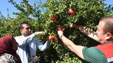 Ortaca’da Nar Hasadı İçin İlk Ürünler Toplandı