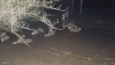 Dakikalarla Yarışıldı! Çamura Saplanan Koyunlar İçin Nefes Kesen Operasyon