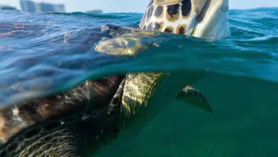 110 Milyon Yıldır Hayattaydılar… İnsanlık Bitiriyor