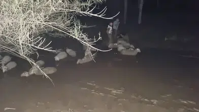 Dakikalarla Yarışıldı! Çamura Saplanan Koyunlar İçin Nefes Kesen Operasyon