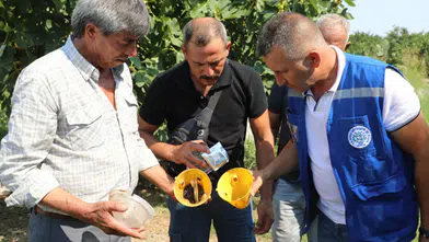 Ürün Kaybına Karşı Muğla’da Yeni Hamle! Feromon Tuzakları Devrede