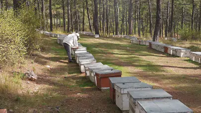 Maviyle Yeşilin Buluştuğu Yerde: Türk Çam Balı Yeniden Zirvede!
