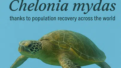 Yeşil Deniz Kaplumbağaları Tehlike Altından Çıktı