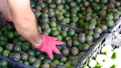 7.600 Kilo Bodrum Mandalini Üreticiden Alındı, Türkiye'ye Dağıtıldı