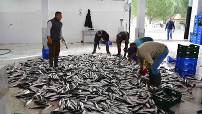 Su ürünlerinin lokomotifi oldu…10 ayda 600 milyon doları aşkın ihracat