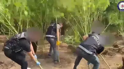 Karabörtlen'de Uyuşturucu Operasyonu! Bahçe Sıradan Değil, Kenevir Tarlası Çıktı