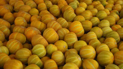 Muğla’nın Lezzet Simgesi: Yayla Kavunu