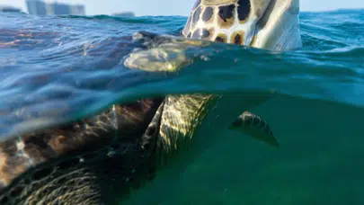 110 Milyon Yıldır Hayattaydılar… İnsanlık Bitiriyor