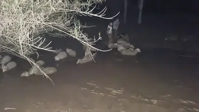 Dakikalarla Yarışıldı! Çamura Saplanan Koyunlar İçin Nefes Kesen Operasyon