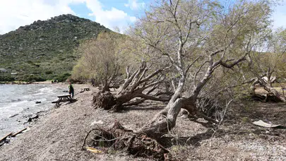 Bodrum Belediyesi Fırtınanın İzlerini Doğada Siliyor