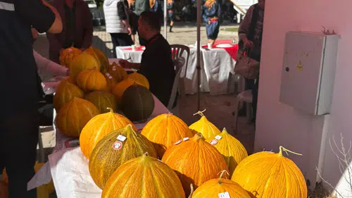 Tat, Koku, Şekil... Muğla’da En Güzel Kavun Belli Oldu
