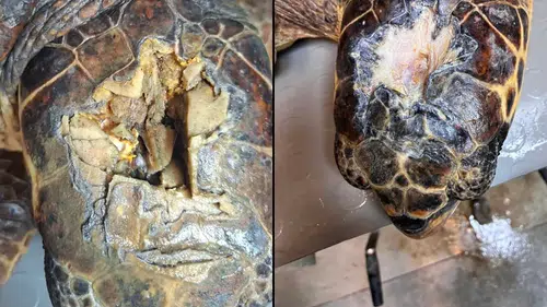 Olcay İyileşiyor: Yaralı Caretta’nın Tedavisinde Umut Verici Gelişme