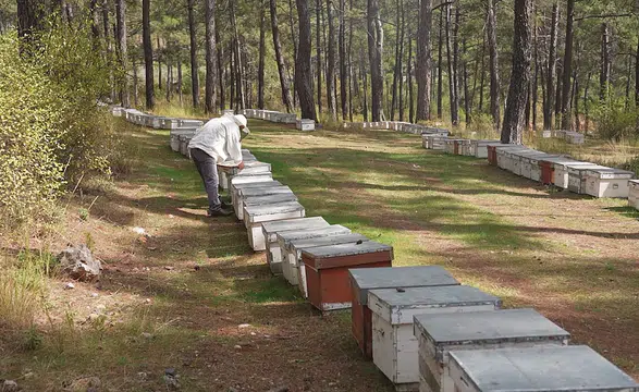 Maviyle Yeşilin Buluştuğu Yerde: Türk Çam Balı Yeniden Zirvede!