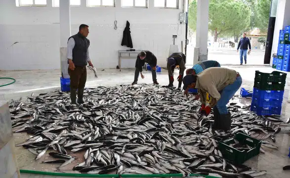 Su ürünlerinin lokomotifi oldu…10 ayda 600 milyon doları aşkın ihracat