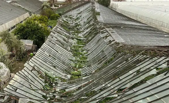 Seydikemer’de Hortum Felaketi: Başkan Aras “Üreticimizin Yanındayız”