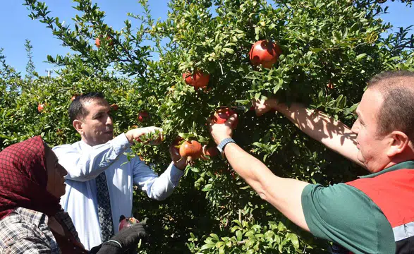 Ortaca’da Nar Hasadı İçin İlk Ürünler Toplandı
